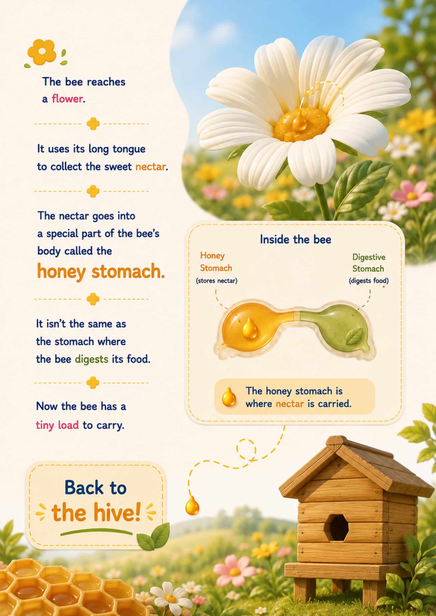 Sample page 4 of How Do Bees Make Honey?